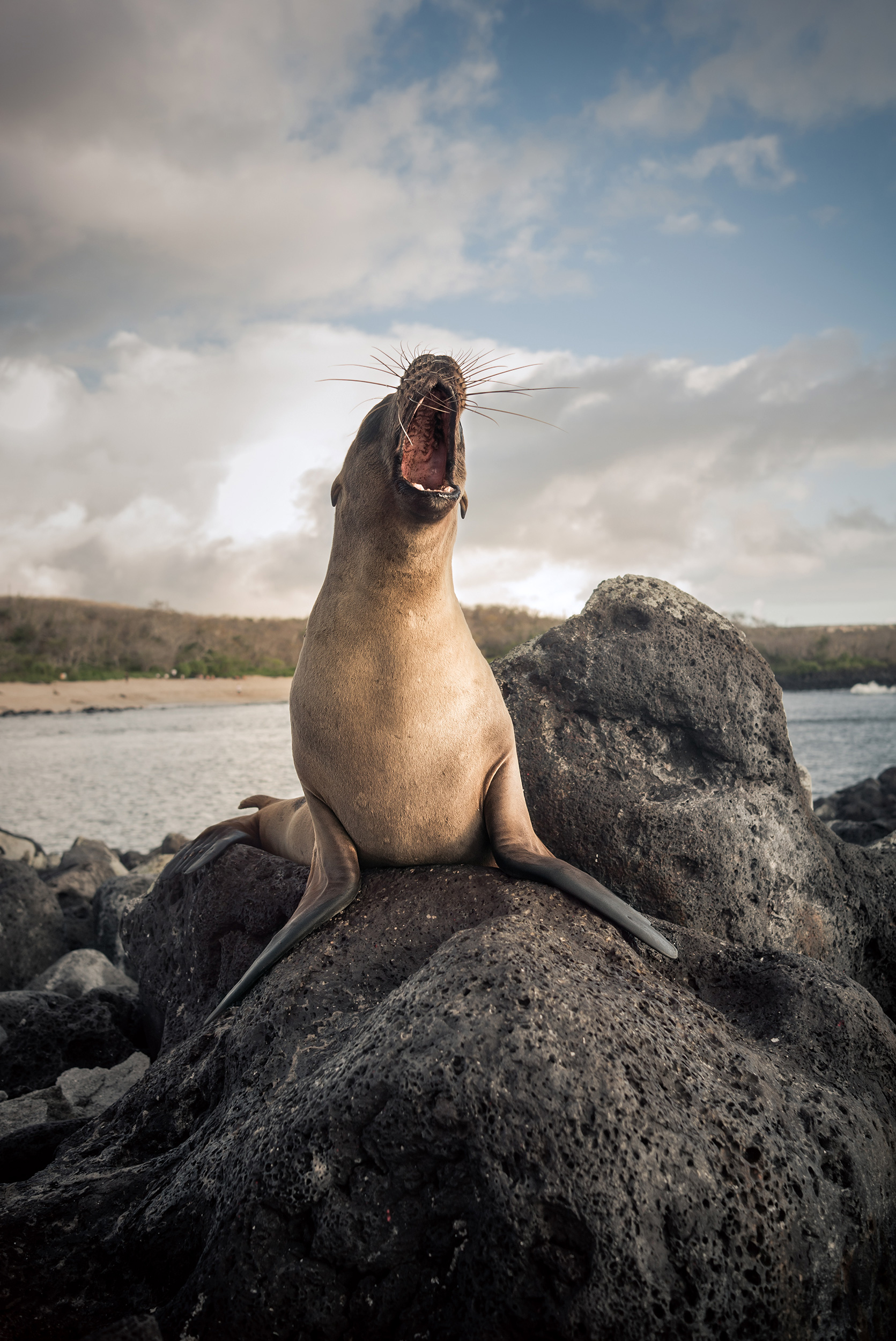 sea lion | © Olivier Villard